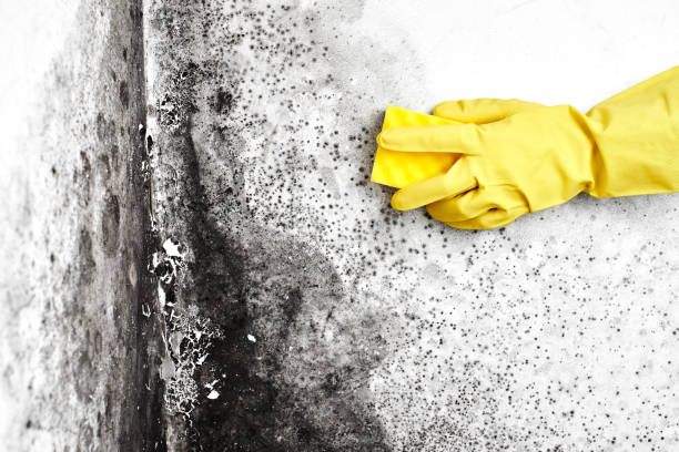 Professional Mold Removal in Pine Mountain, GA