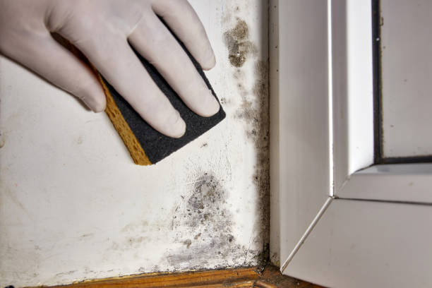 Dehumidification Services in Pine Mountain, GA